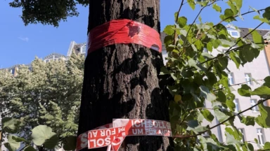 Das Foto zeigt einen der Bäume auf der Torstraße, der laut CDU-Senat gefällt werden soll.